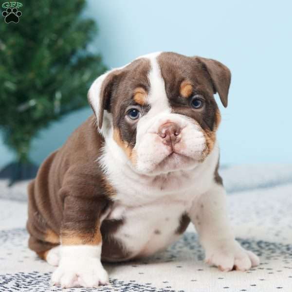 DEXTER, English Bulldog Puppy